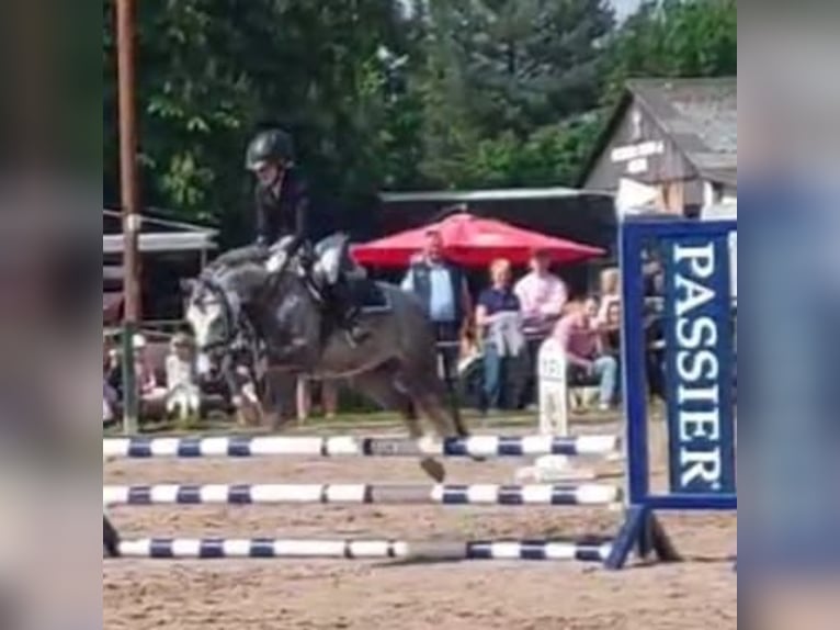 Welsh B Gelding 10 years 12,3 hh Grey-Dapple in Burgdorf