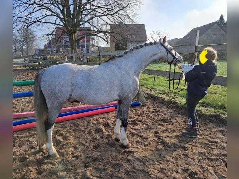 Welsh B Gelding 10 years 12,3 hh Grey-Dapple in Burgdorf