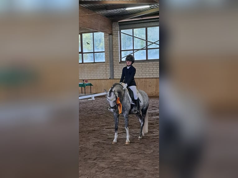 Welsh B Gelding 10 years 12,3 hh Grey-Dapple in Burgdorf