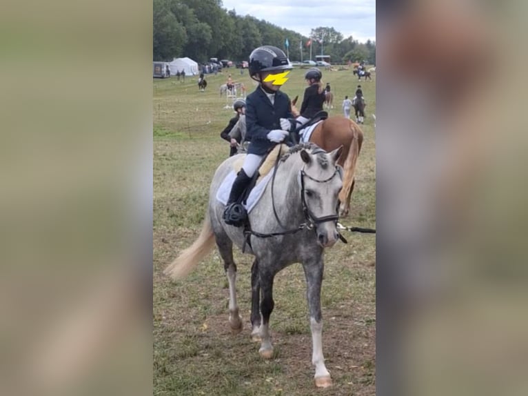 Welsh B Gelding 10 years 12,3 hh Grey-Dapple in Burgdorf