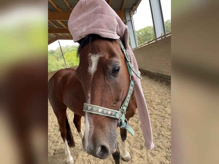 Welsh B Gelding 10 years 13.1 hh Brown in Bad Rappenau