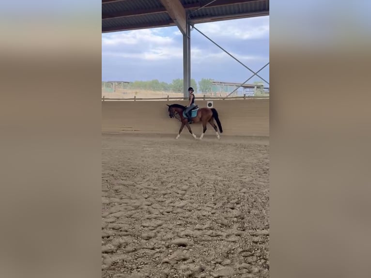 Welsh B Gelding 10 years 13.1 hh Brown in Bad Rappenau