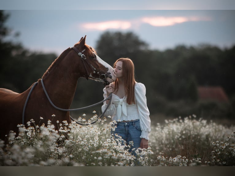 Welsh B Mix Gelding 10 years 13,1 hh Chestnut-Red in Dortmund