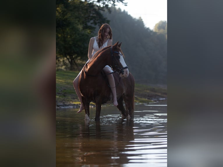 Welsh B Mix Gelding 10 years 13,1 hh Chestnut-Red in Dortmund