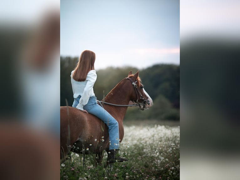 Welsh B Mix Gelding 10 years 13,1 hh Chestnut-Red in Dortmund