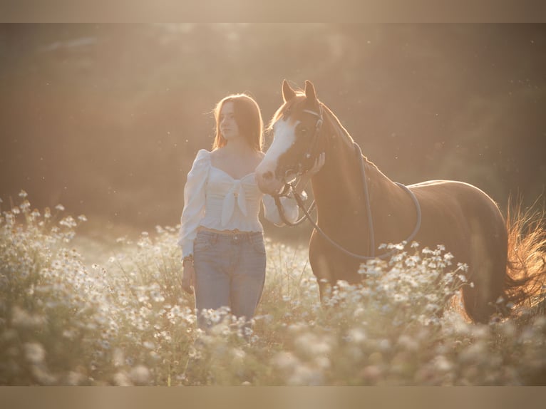 Welsh B Mix Gelding 10 years 13,1 hh Chestnut-Red in Dortmund