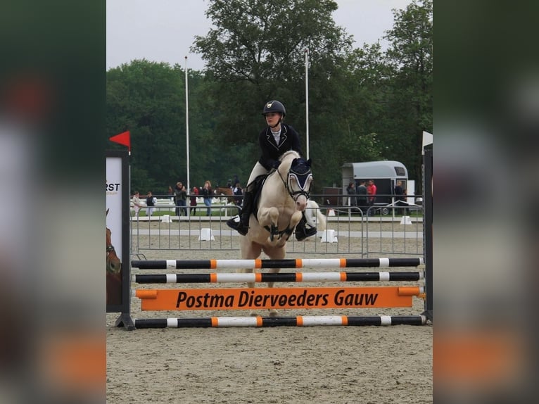 Welsh B Gelding 10 years 13,1 hh Cremello in Zandpol