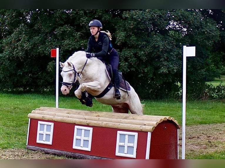 Welsh B Gelding 10 years 13,1 hh Cremello in Zandpol