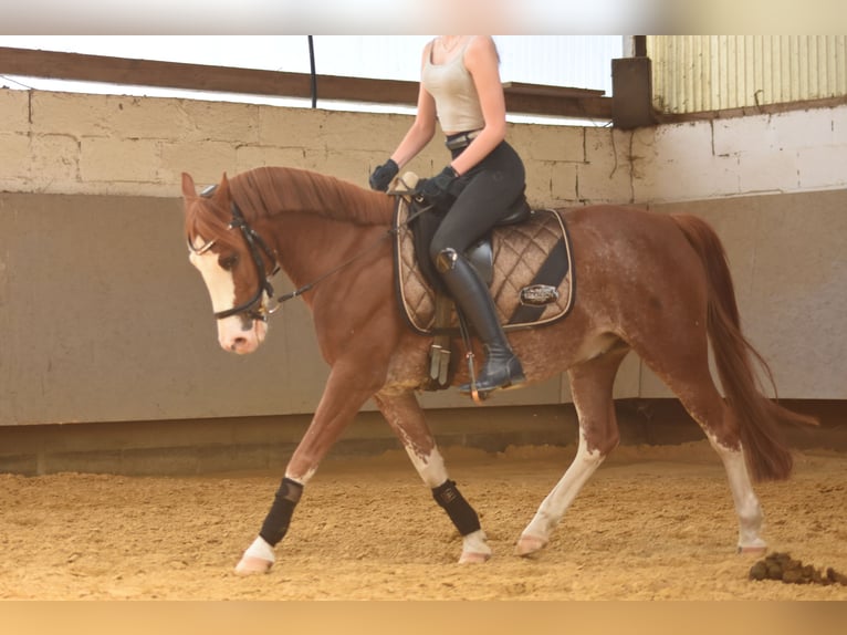 Welsh B Mix Gelding 10 years 13,1 hh in Dortmund