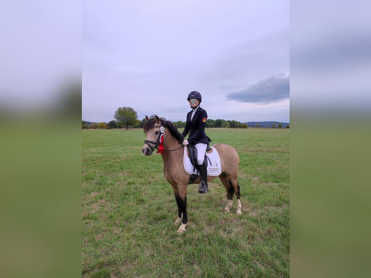 Welsh B Gelding 10 years 13,1 hh Dun in Trier