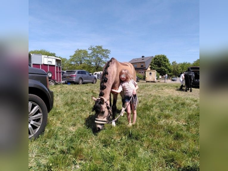 Welsh B Gelding 10 years 13,1 hh Dun in Trier