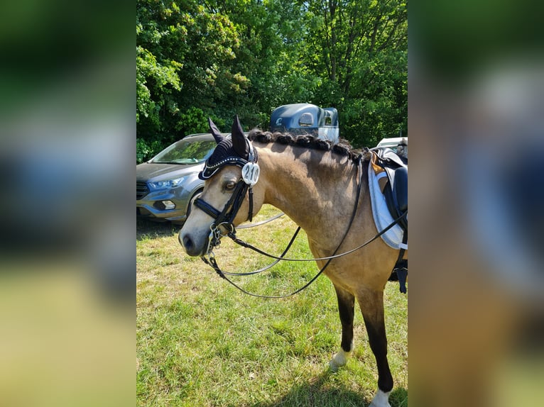 Welsh B Gelding 10 years 13,1 hh Dun in Trier