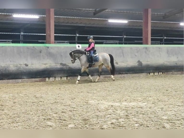 Welsh B Gelding 10 years 13,1 hh Dun in Trier