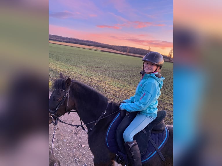 Welsh B Gelding 10 years 13 hh Bay-Dark in Dingolshausen