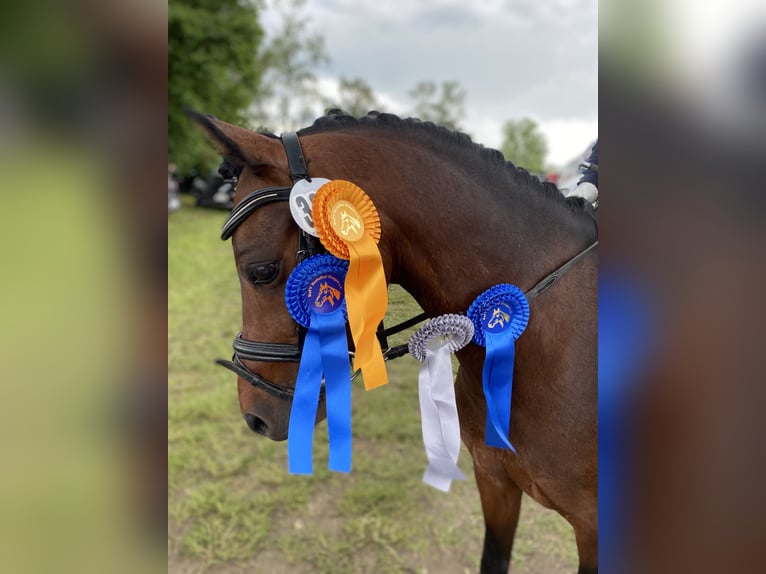 Welsh B Gelding 10 years 13 hh Brown in Friedberg