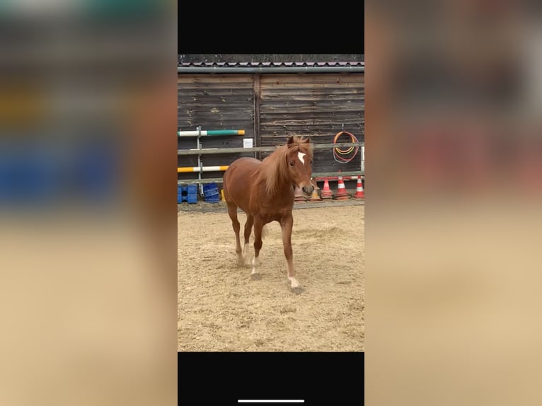 Welsh B Gelding 10 years 13 hh Chestnut-Red in Tennwil