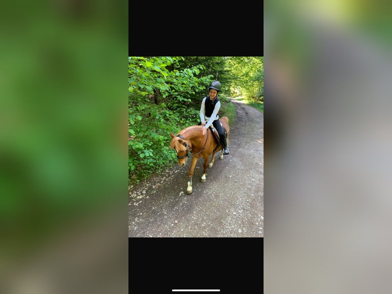 Welsh B Gelding 10 years 13 hh Chestnut-Red in Tennwil