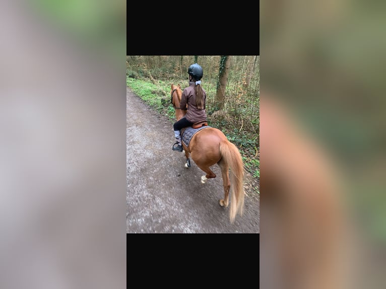 Welsh B Gelding 10 years 13 hh Chestnut-Red in Tennwil