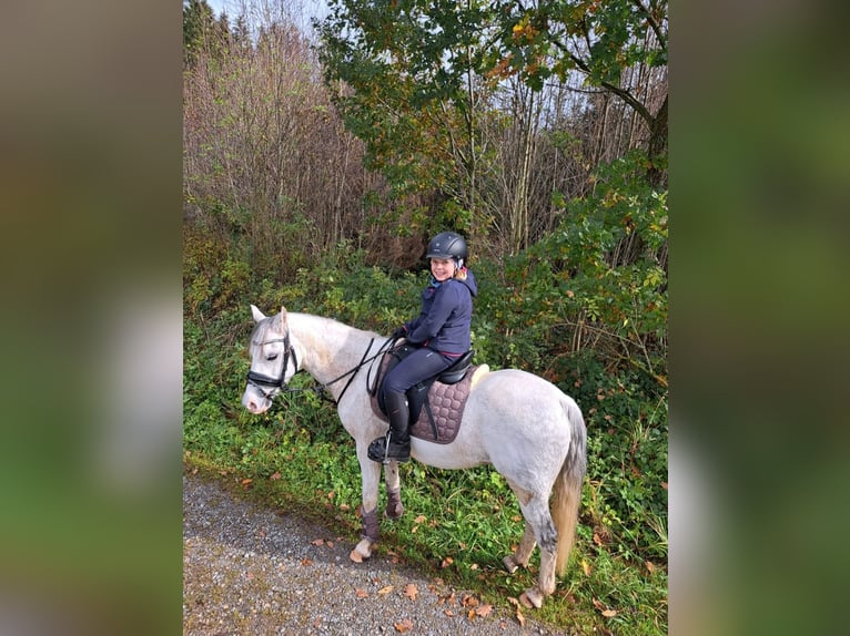 Welsh B Gelding 10 years 13,1 hh Grey in Aichstetten