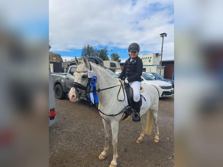 Welsh B Gelding 10 years 13,1 hh Grey in Aichstetten