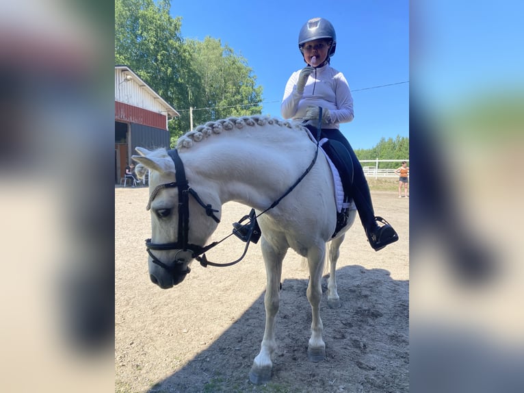 Welsh B Gelding 11 years 12.1 hh  in GROTE-BROGEL