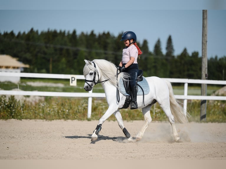 Welsh B Gelding 11 years 12.1 hh  in GROTE-BROGEL