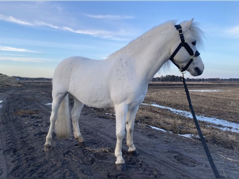 Welsh B Gelding 11 years 12.1 hh  in GROTE-BROGEL