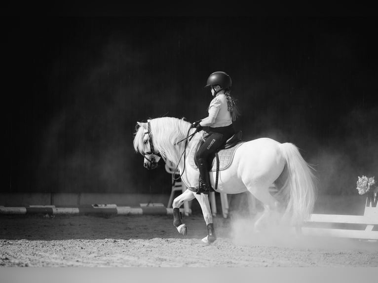 Welsh B Gelding 11 years 12.1 hh  in GROTE-BROGEL