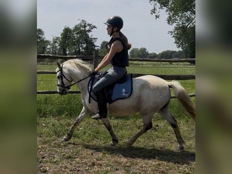 Welsh B Gelding 11 years 12.1 hh Grey-Blue-Tan in Lille