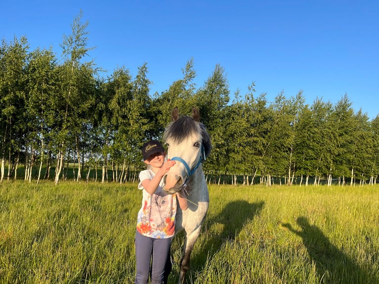 Welsh B Gelding 11 years 12,2 hh Gray in WROCŁAW