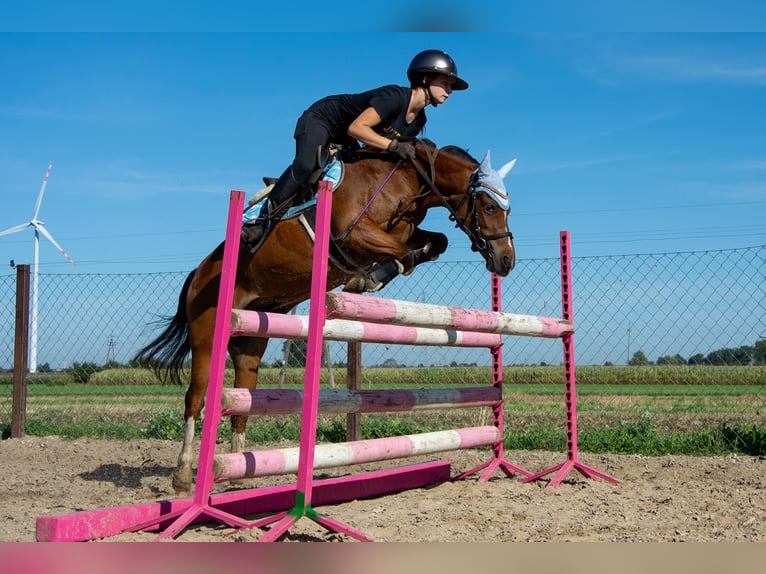 Welsh B Gelding 11 years 12,1 hh Brown in Żnin
