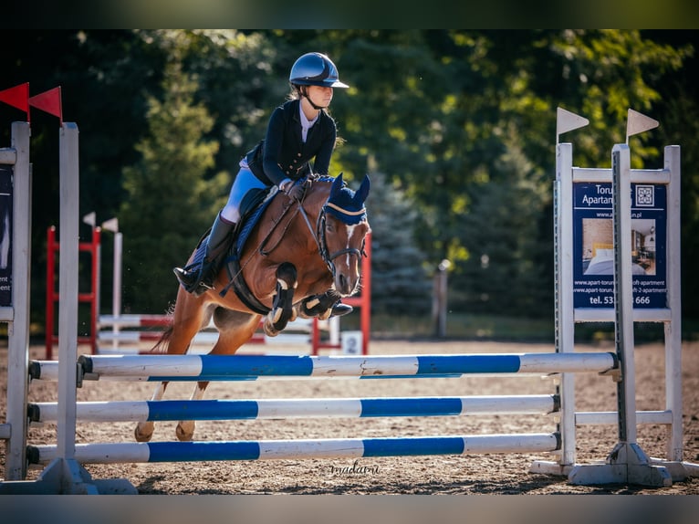 Welsh B Gelding 11 years 12,1 hh Brown in Żnin