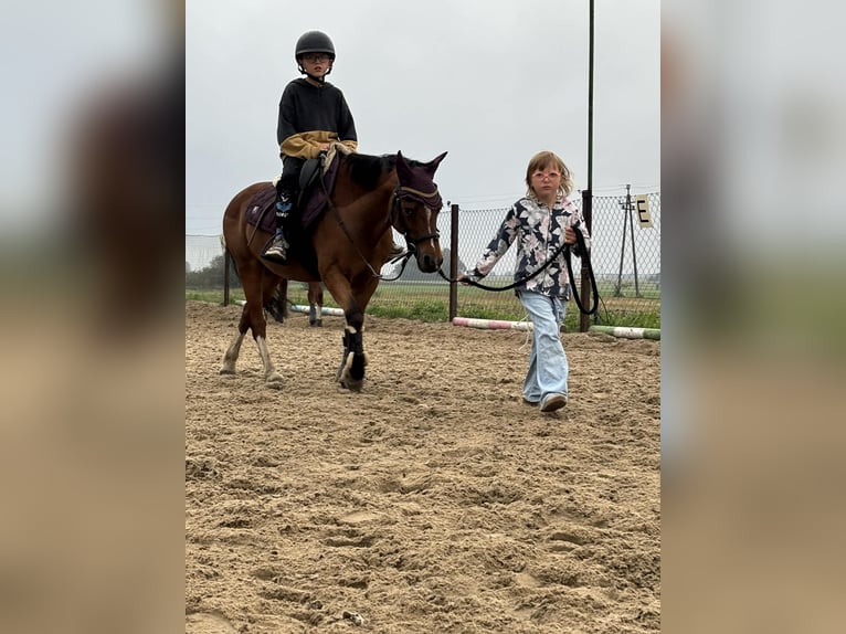 Welsh B Gelding 11 years 12,2 hh Brown in Żnin