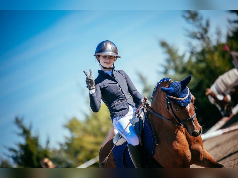 Welsh B Gelding 11 years 12,2 hh Brown in Żnin