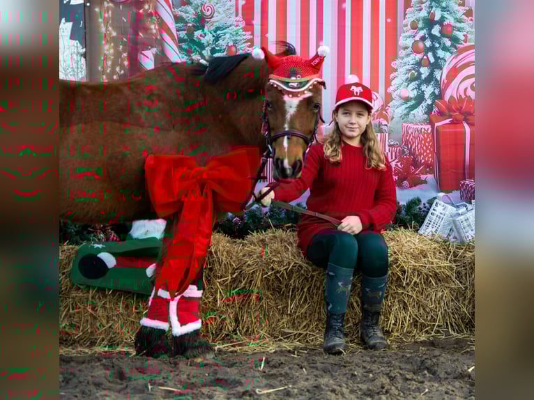 Welsh B Gelding 11 years 12,2 hh Brown in Żnin