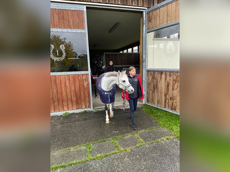 Welsh B Gelding 11 years 12,3 hh Grey-Dapple in Berlin