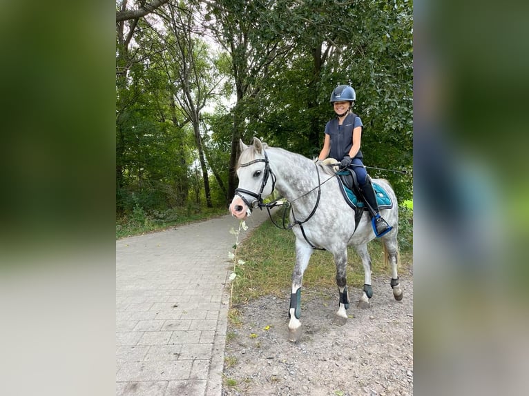 Welsh B Gelding 11 years 12,3 hh Grey-Dapple in Berlin