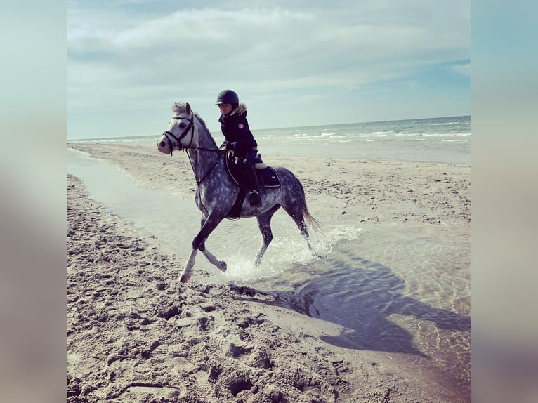 Welsh B Gelding 11 years 12,3 hh Grey-Dapple in Berlin