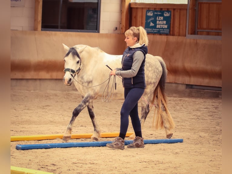 Welsh B Gelding 11 years 13,2 hh Gray in Wittgendorf