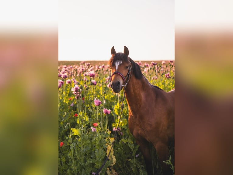 Welsh B Gelding 11 years 13,1 hh Brown in Salzhemmendorf