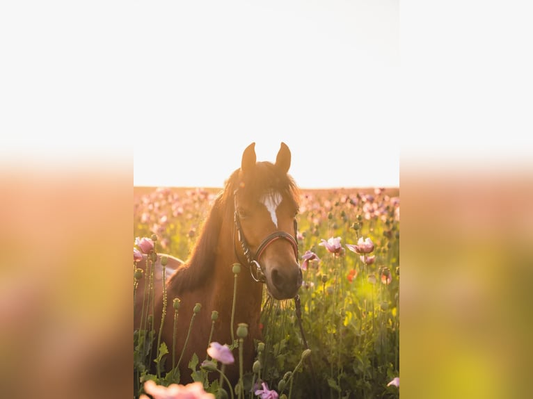 Welsh B Gelding 11 years 13,1 hh Brown in Salzhemmendorf