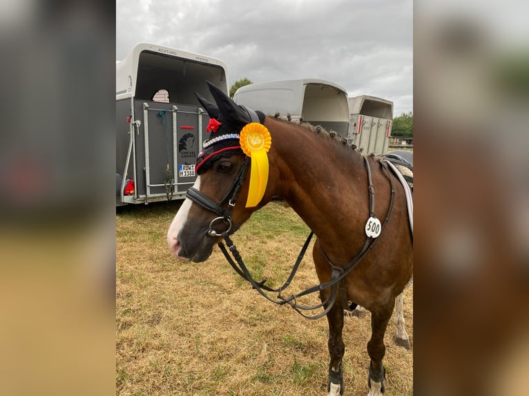 Welsh B Gelding 11 years 13,1 hh Chestnut in Sottrum