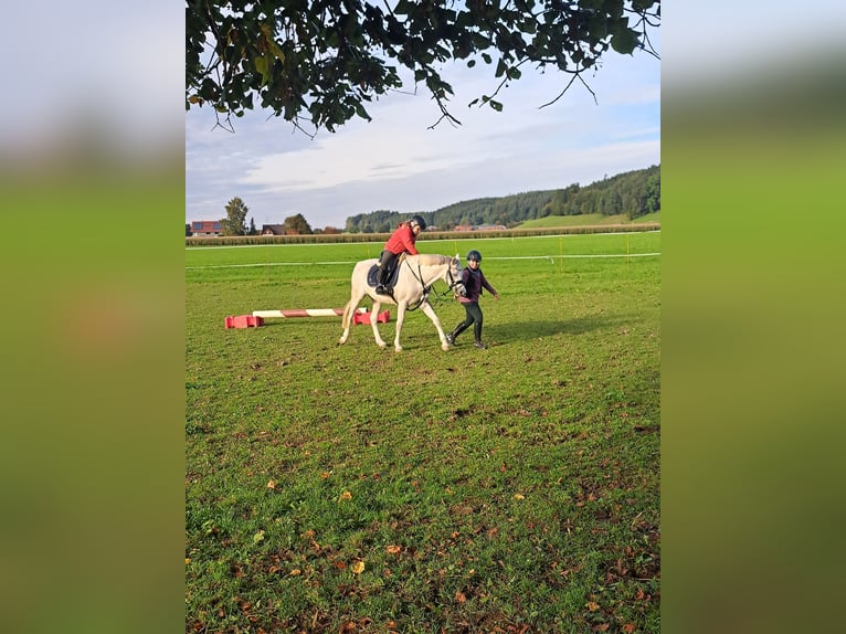 Welsh B Gelding 11 years 13,1 hh Grey in Aichstetten