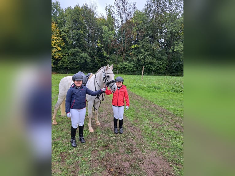 Welsh B Gelding 11 years 13,1 hh Grey in Aichstetten