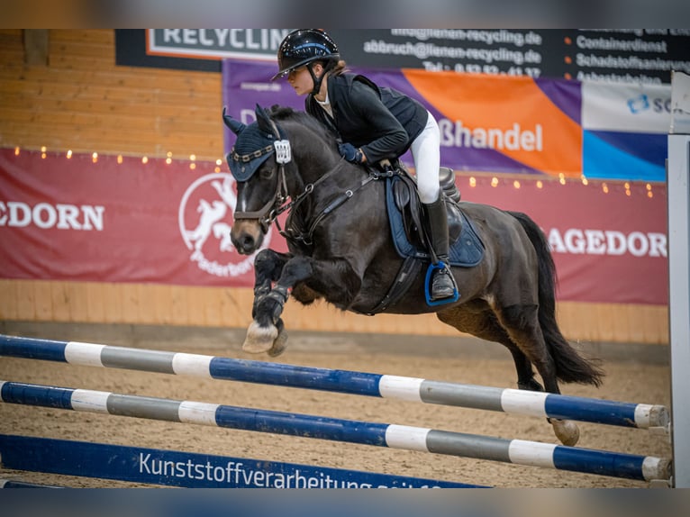 Welsh B Gelding 11 years 13,1 hh Smoky-Black in Paderborn