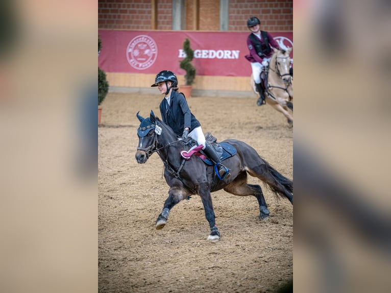 Welsh B Gelding 11 years 13,1 hh Smoky-Black in Paderborn