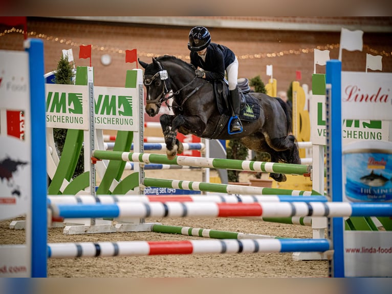 Welsh B Gelding 11 years 13,1 hh Smoky-Black in Paderborn
