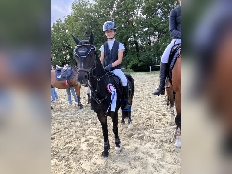 Welsh B Gelding 11 years 13,1 hh Smoky-Black in Paderborn