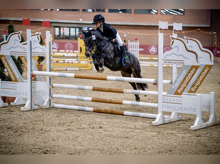 Welsh B Gelding 11 years 13,1 hh Smoky-Black in Paderborn