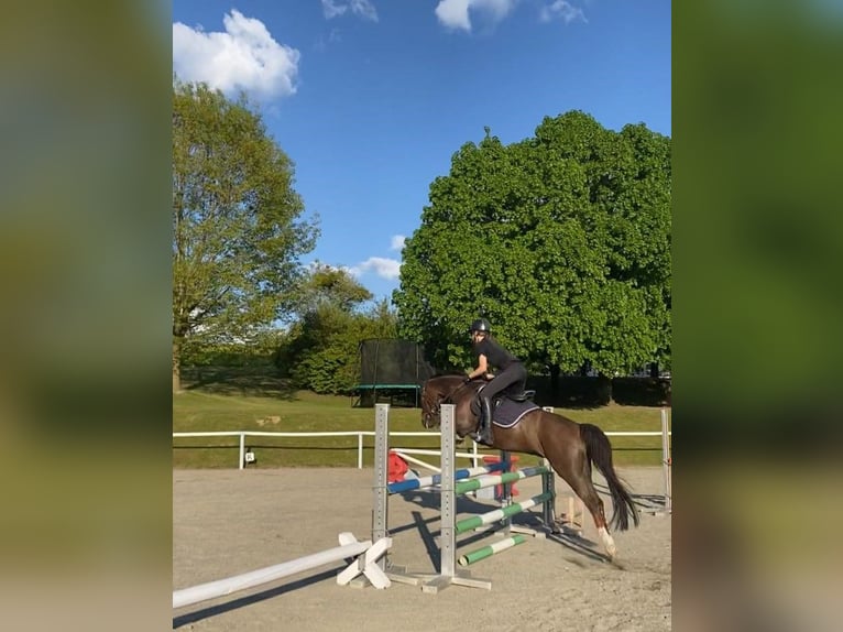 Welsh B Gelding 11 years 13,3 hh Chestnut in Perg